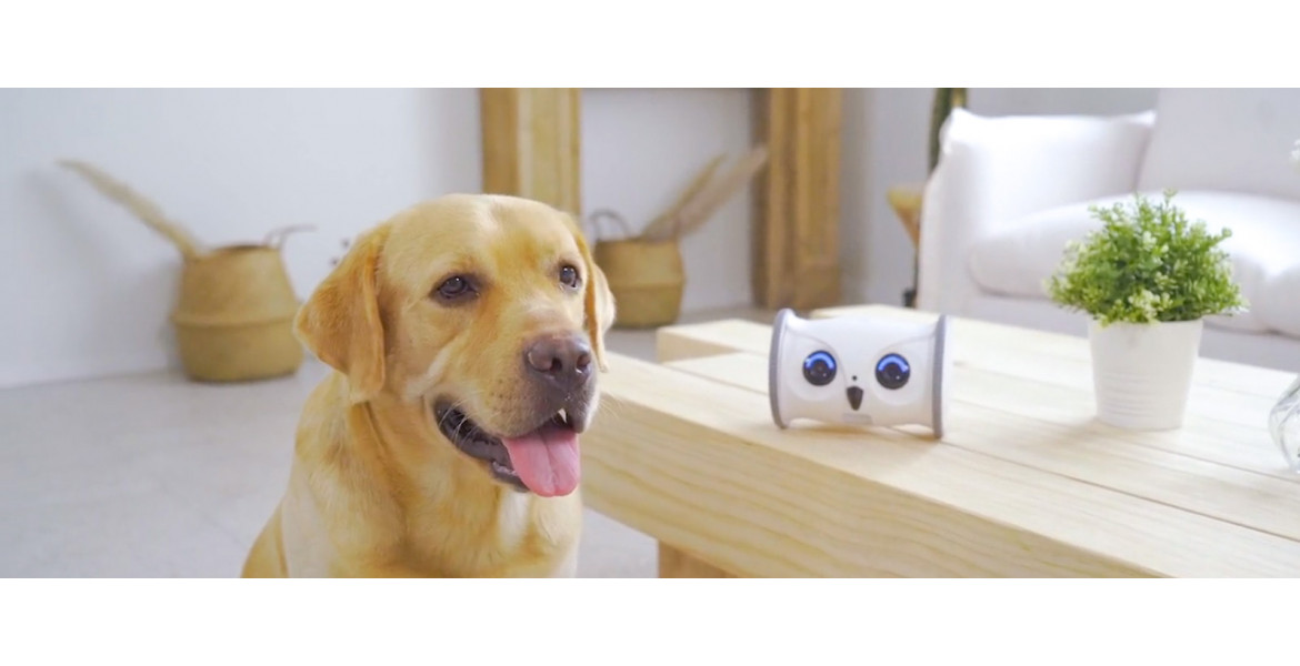 Owl robot - нова інтерактивна іграшка для домашніх тварин
